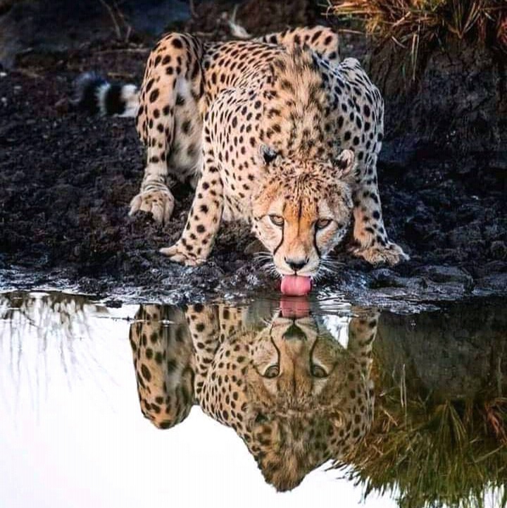 magnifique photo.