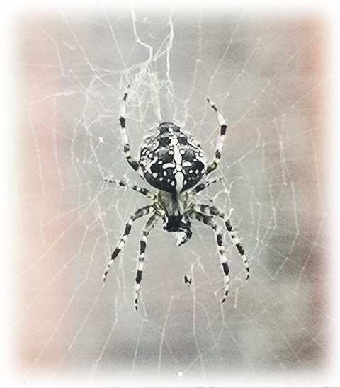 arthropod, Water वॉलपेपर