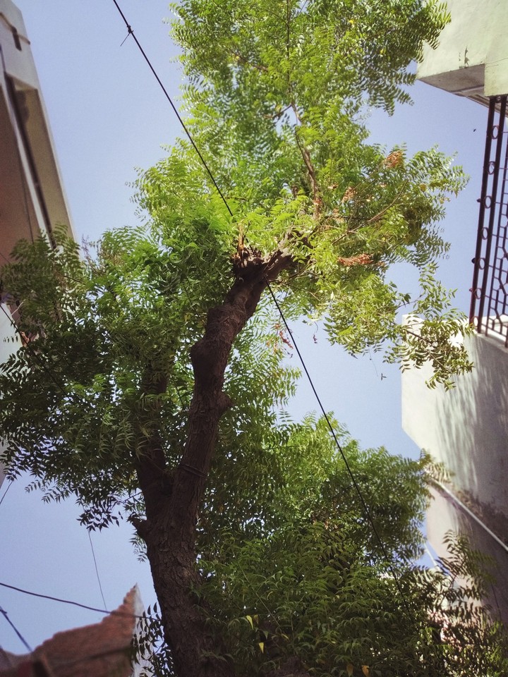 Nature love
