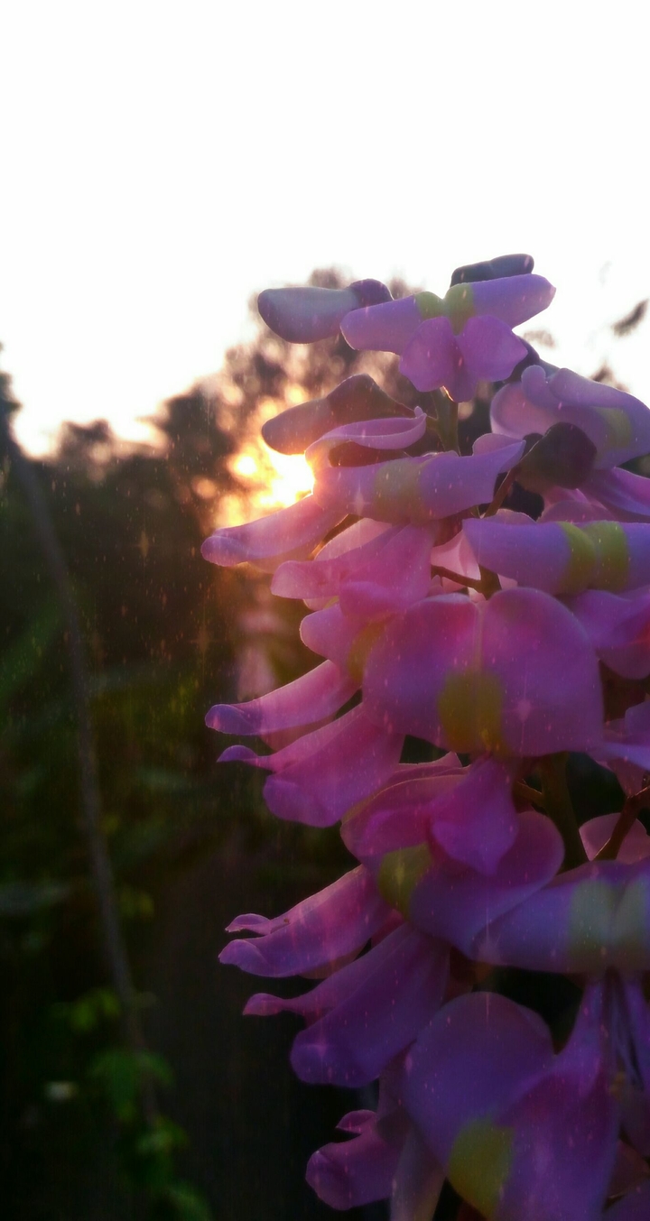 Pink Flower