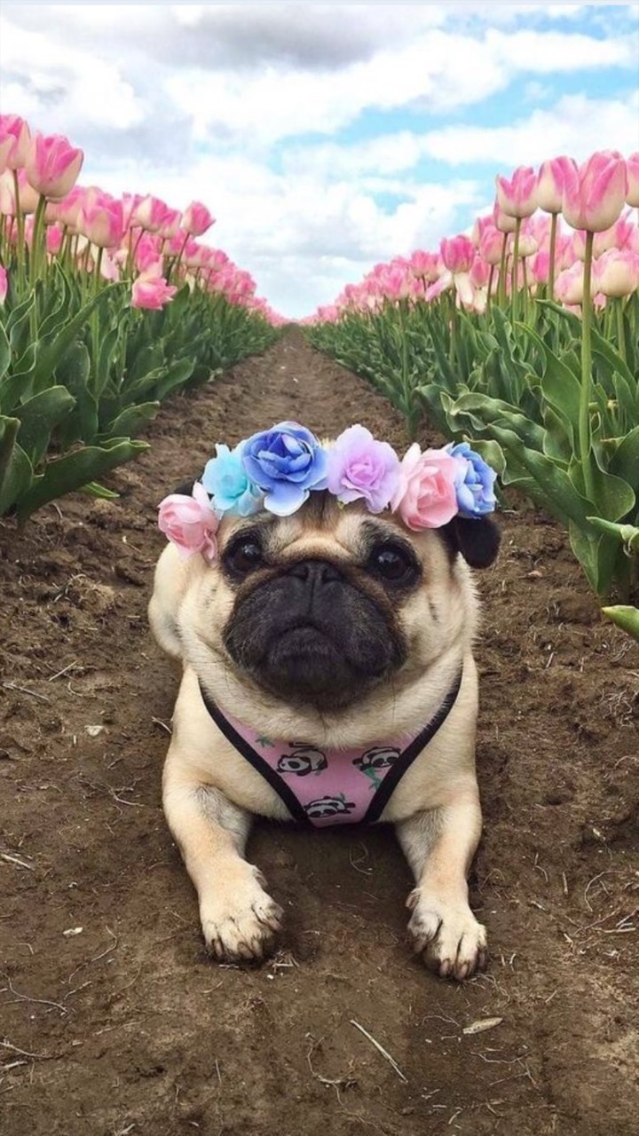 I love dog