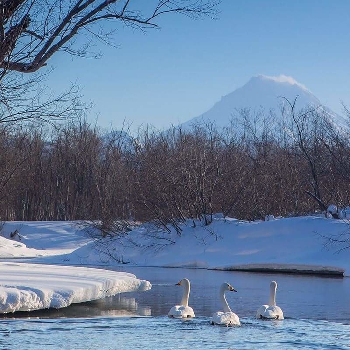 лебеди на камчатке