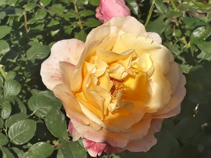 golden rose