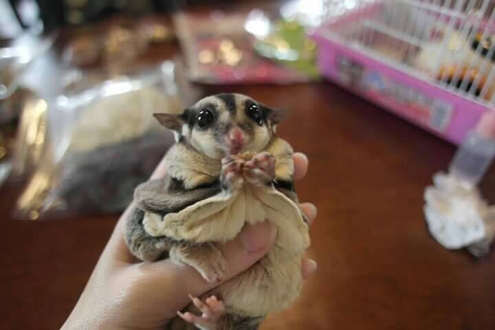 sugar glider 蜜袋鼯