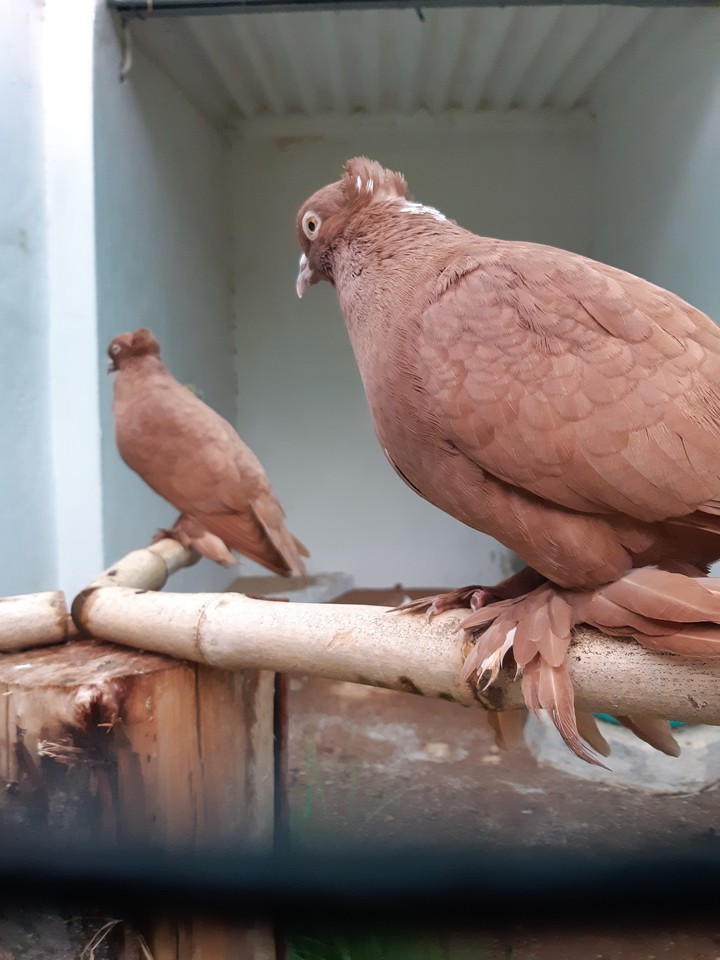 bird