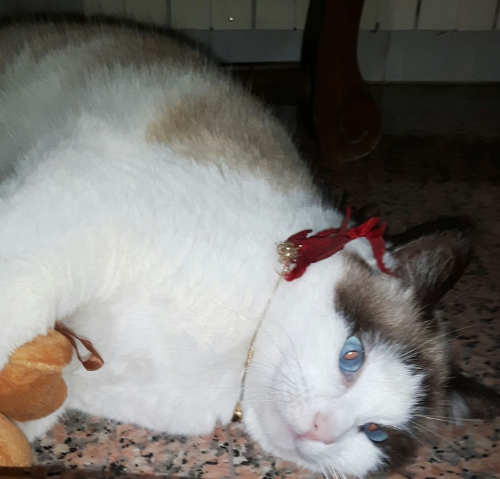 azzurra