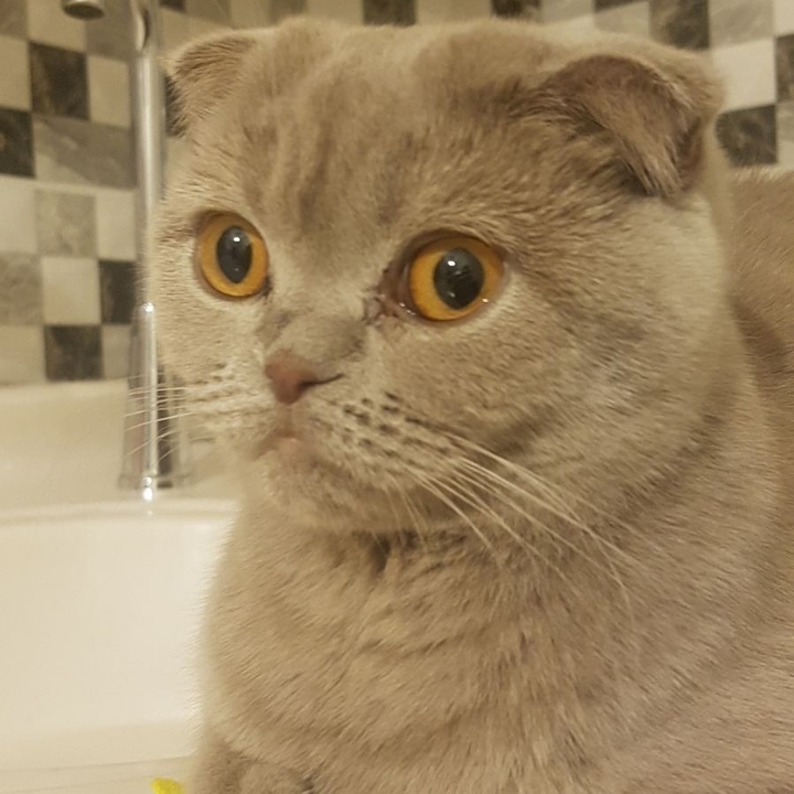 kedi