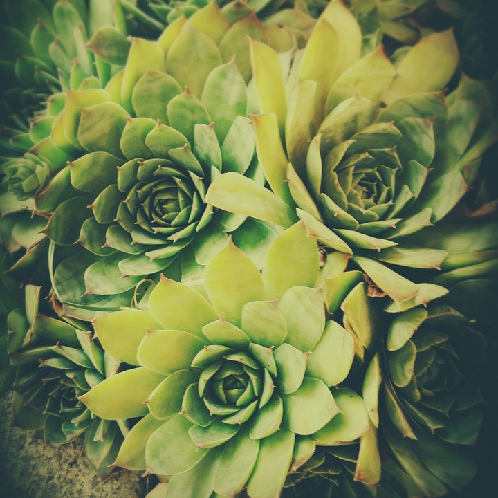 Stonerose
