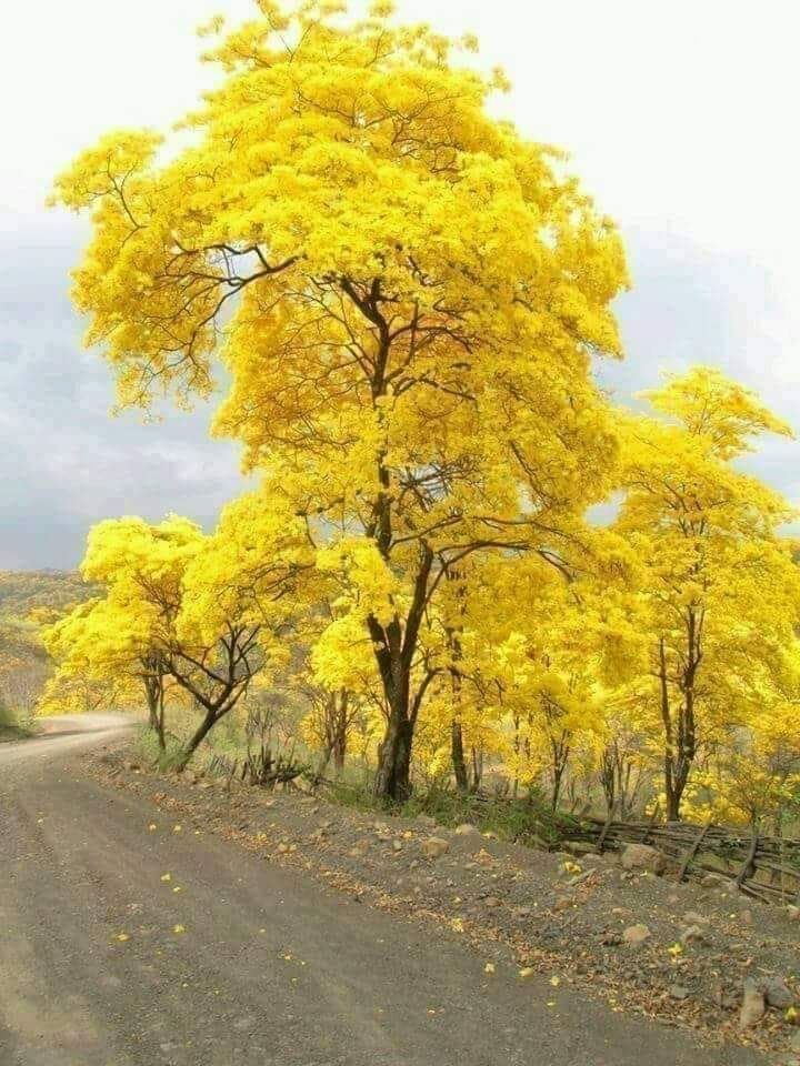 trees