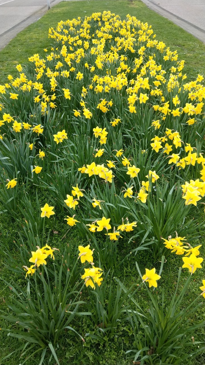 Flowers in Amsterdam