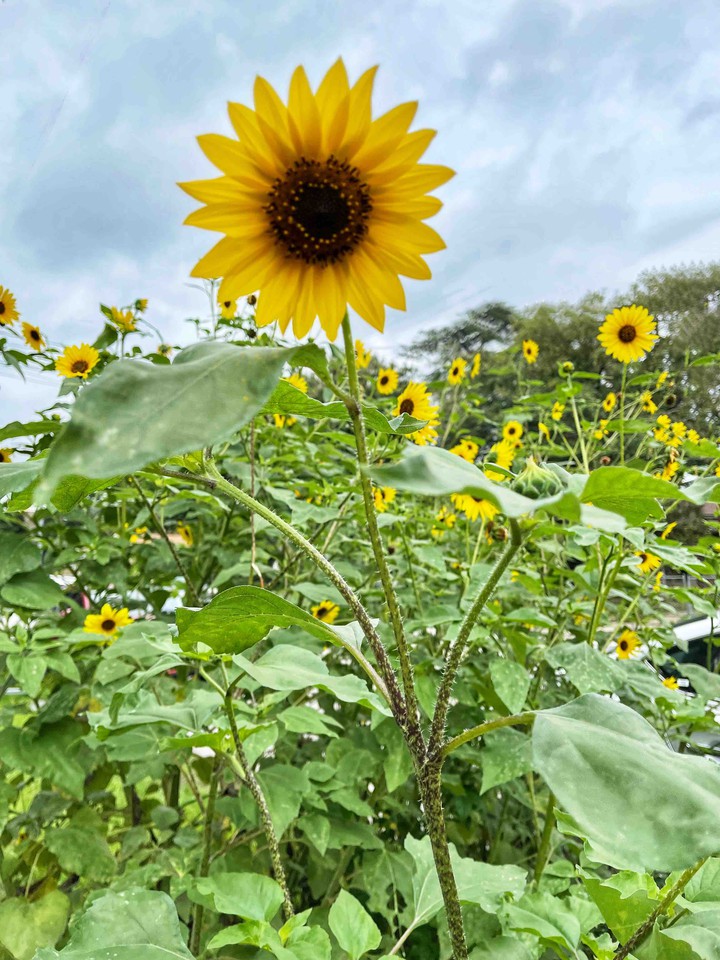 sunflower ?