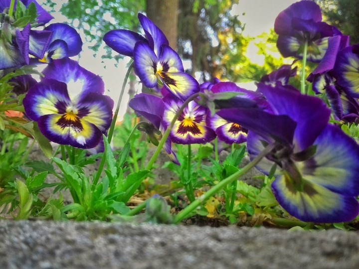 Yellow_Purple?