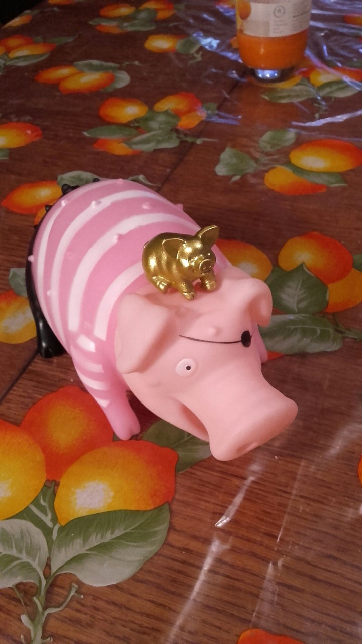 Pigs
