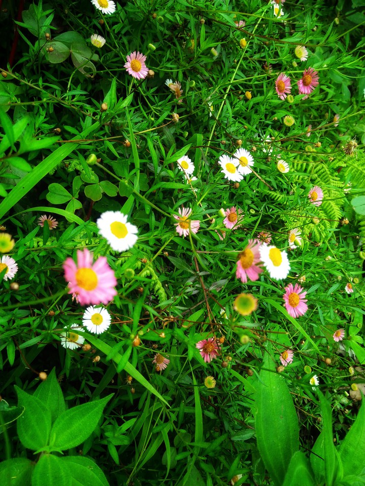 ##beautiful flowers