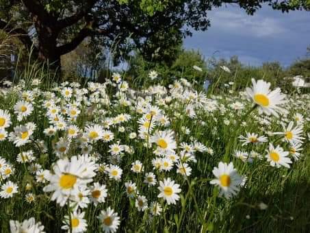 ღ✿◠‿◠✿ღ