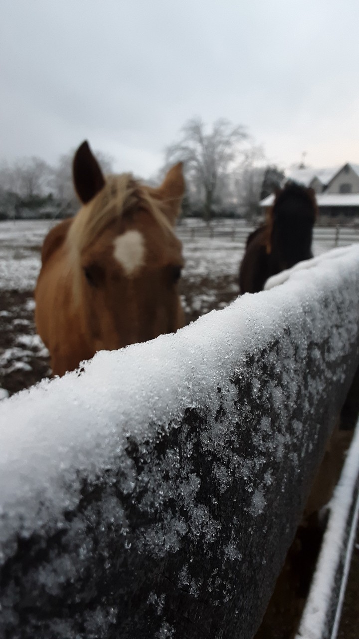 Snowy Mornings