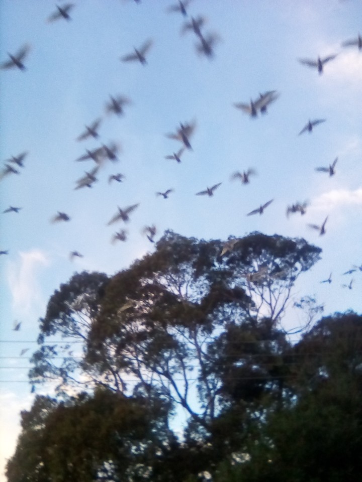 wild cockatoos....