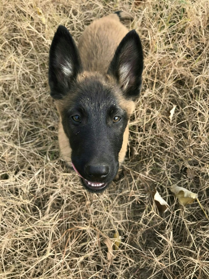 小狗
