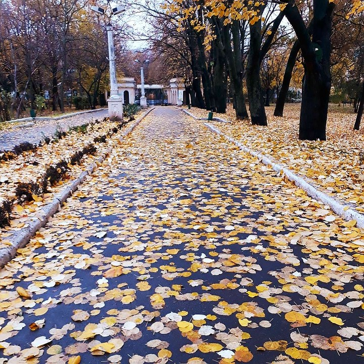 осень золотая ))