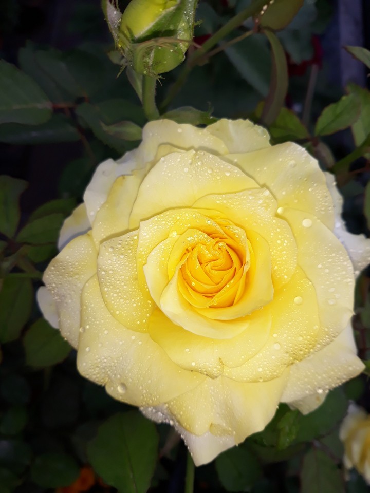 photo from my garden