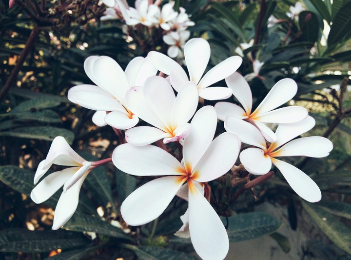 flowers in my garden