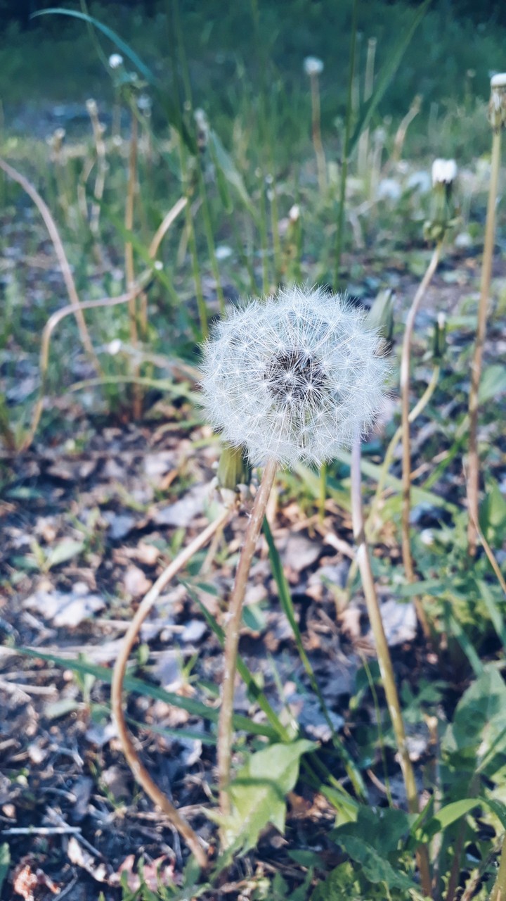 dandelion