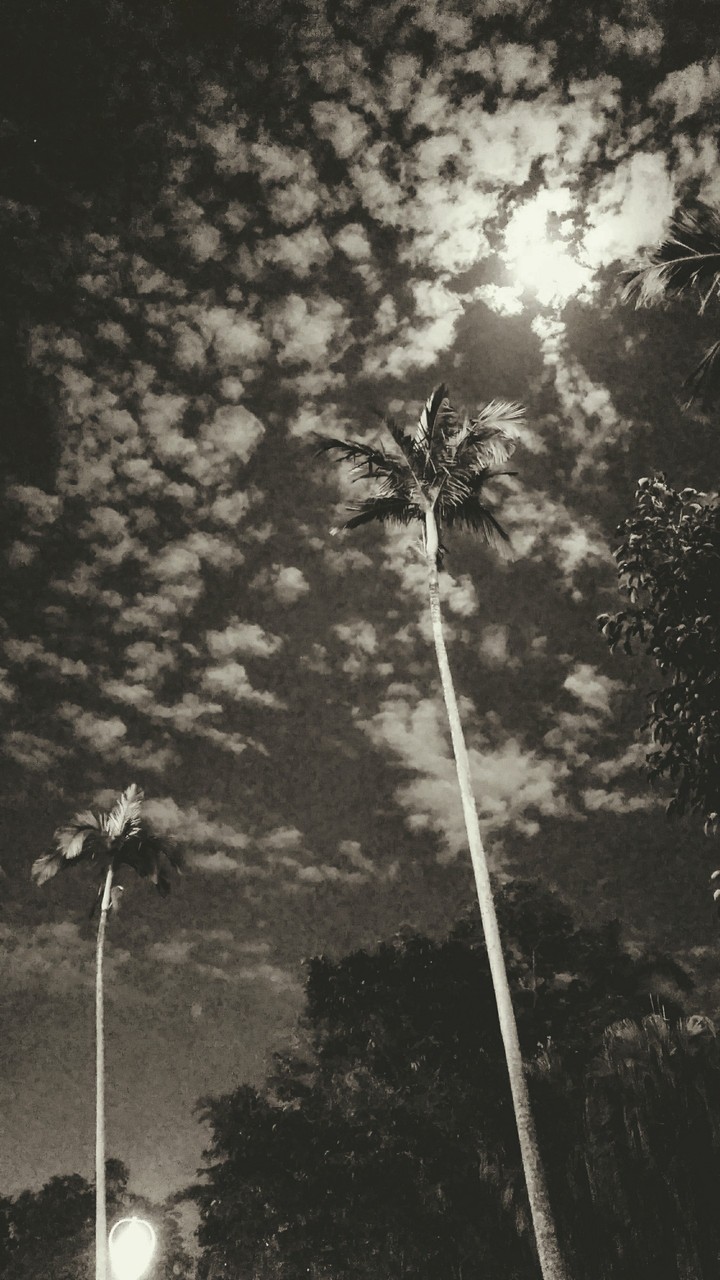 moon light
