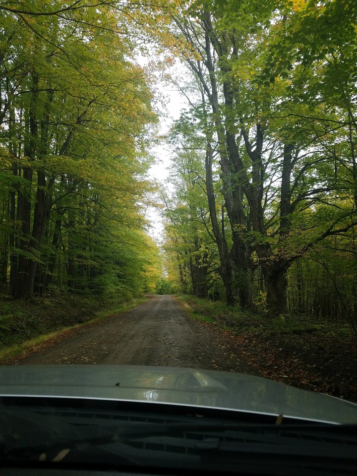 Morning in the Woods