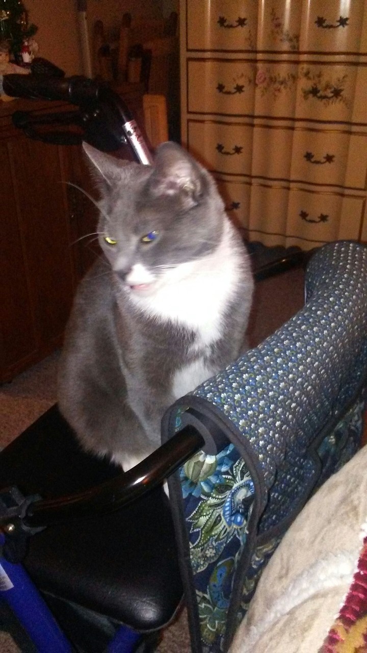 Mittens January 2017