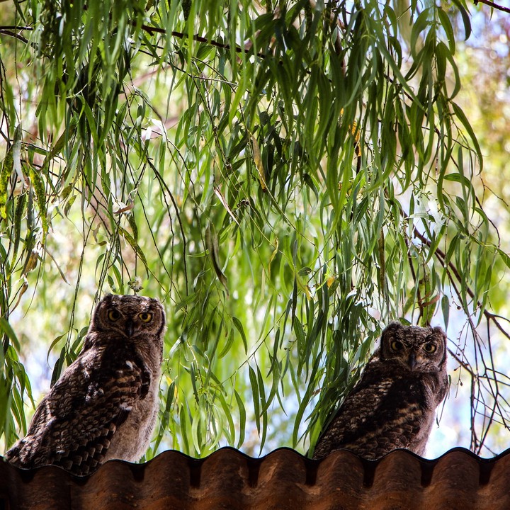Two friends