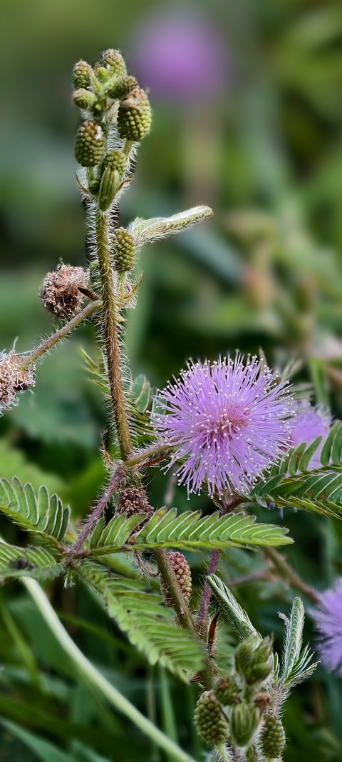 Purple, Shameplant, Herbaceous_plant