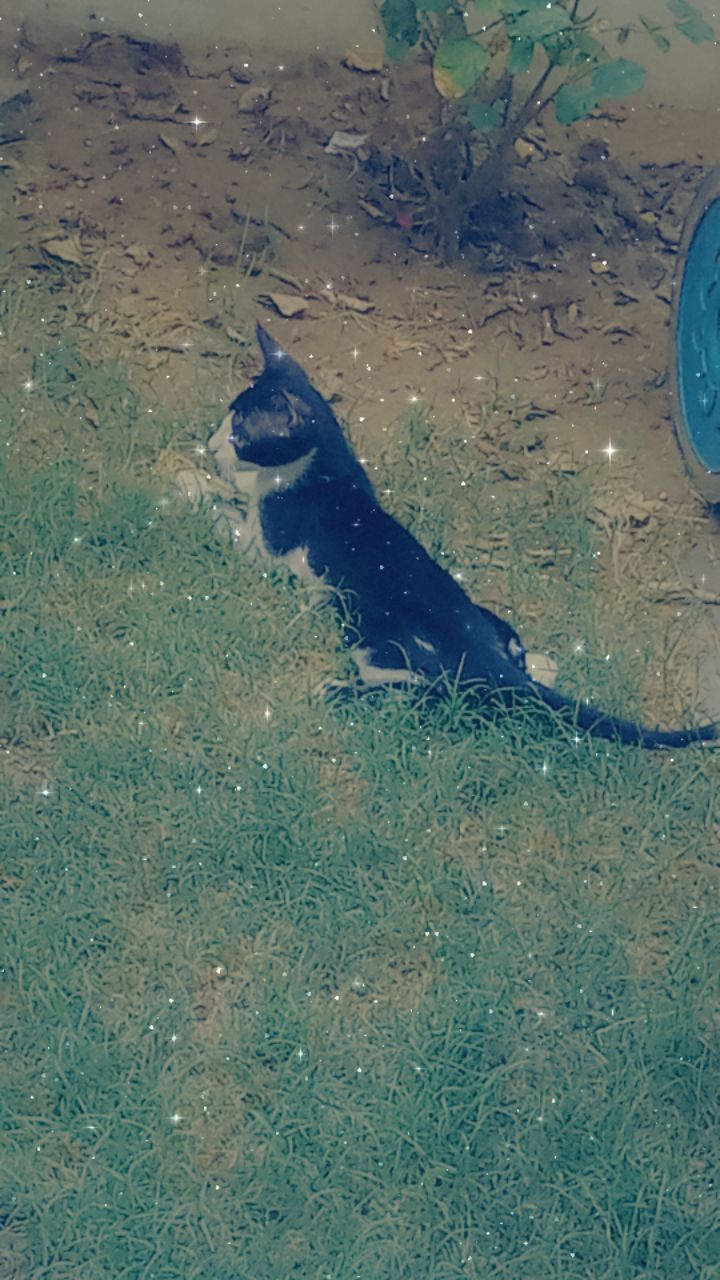 cat