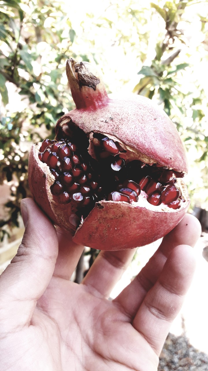 fall #pomegeranet #God #delisiuos
