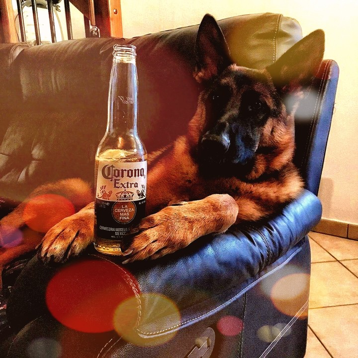 coolest dog