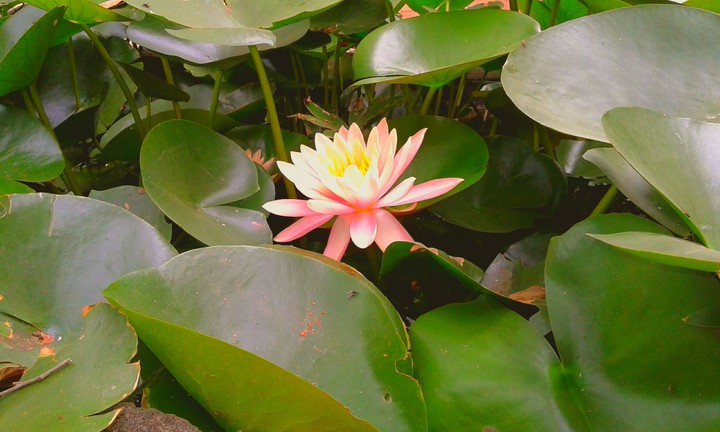 #Lotus