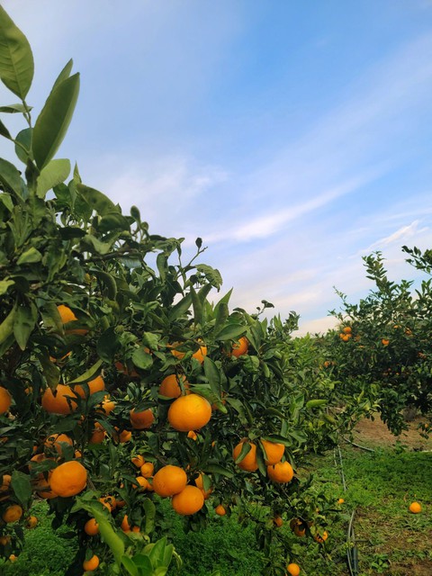 hình nền orange, cloud