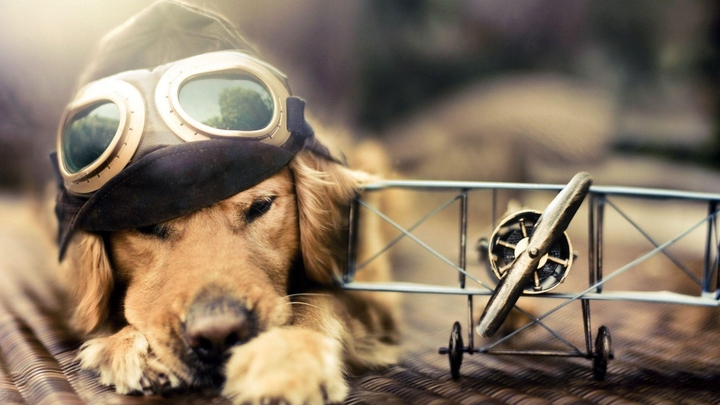 Pilot dog