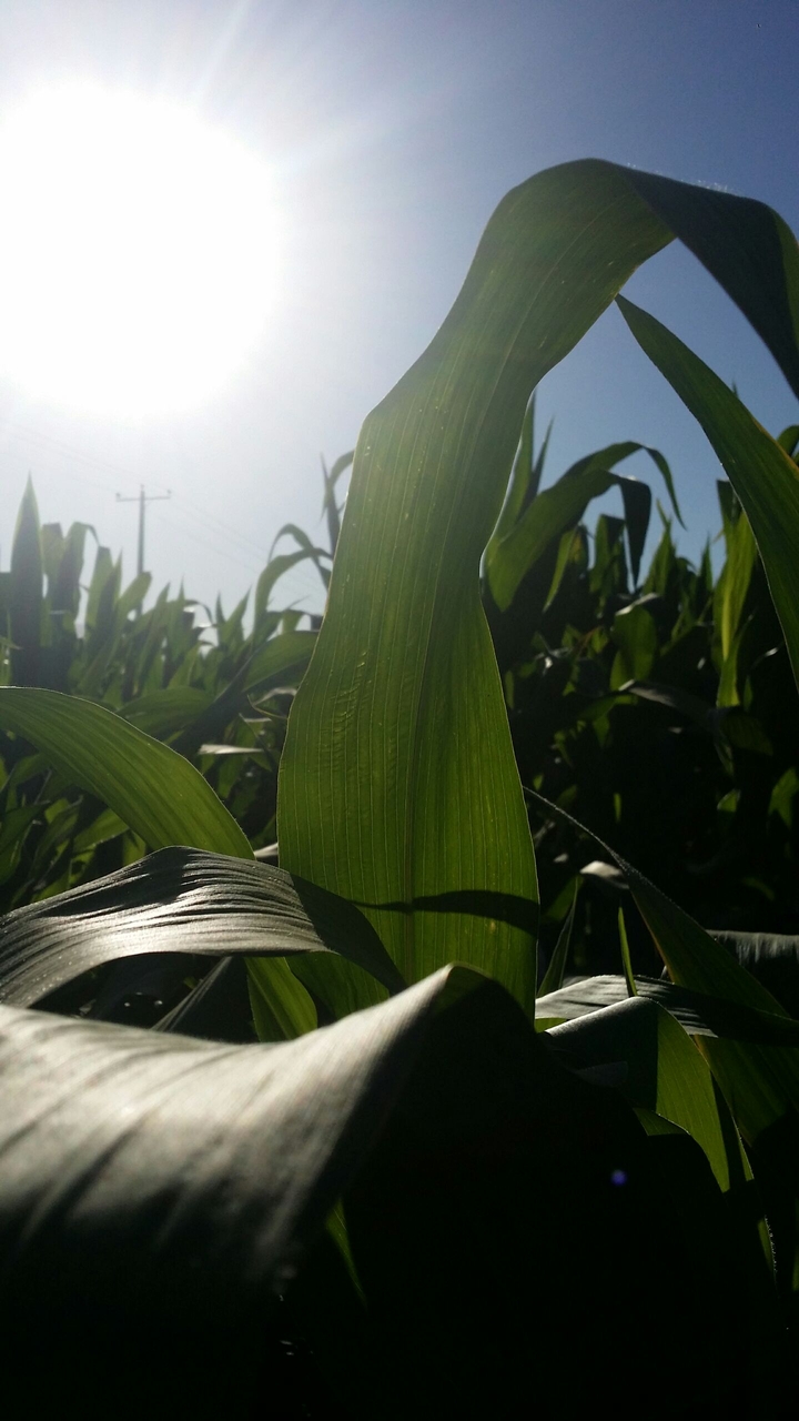 corn farm