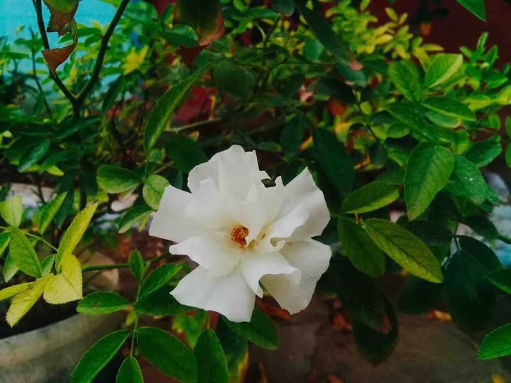 white rose flower
