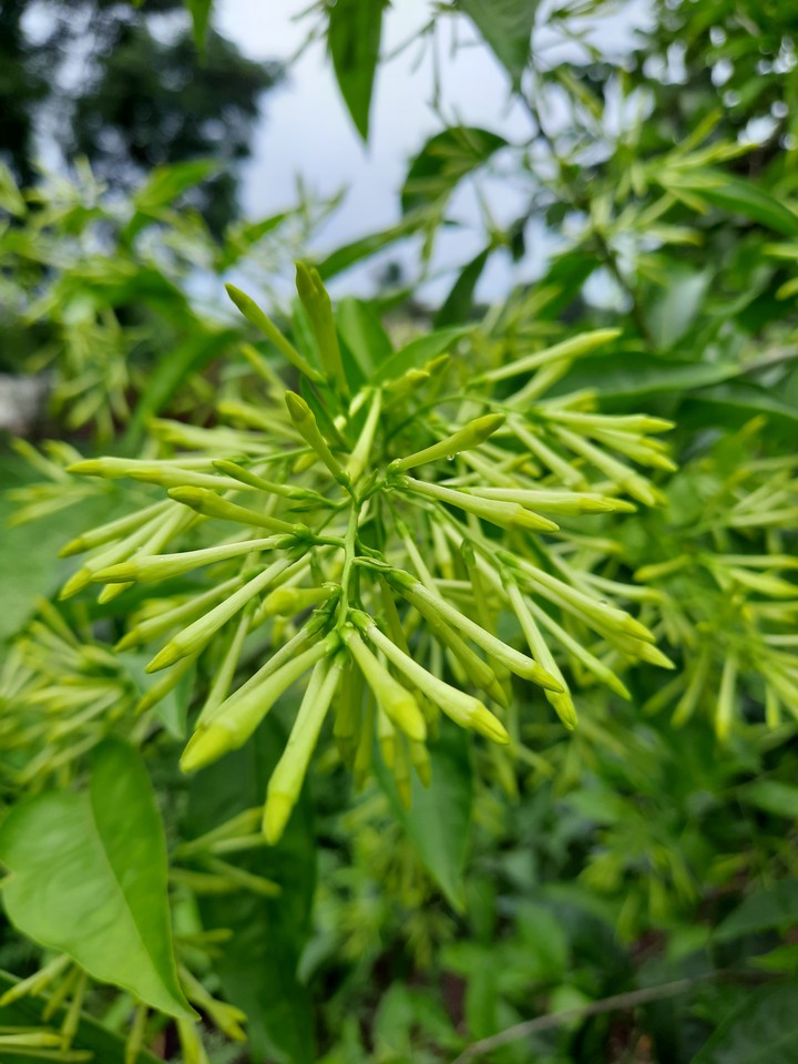 narural click by mobile