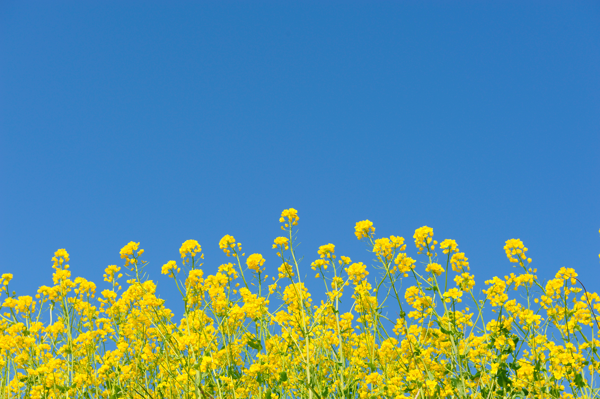 Yellow Flowers