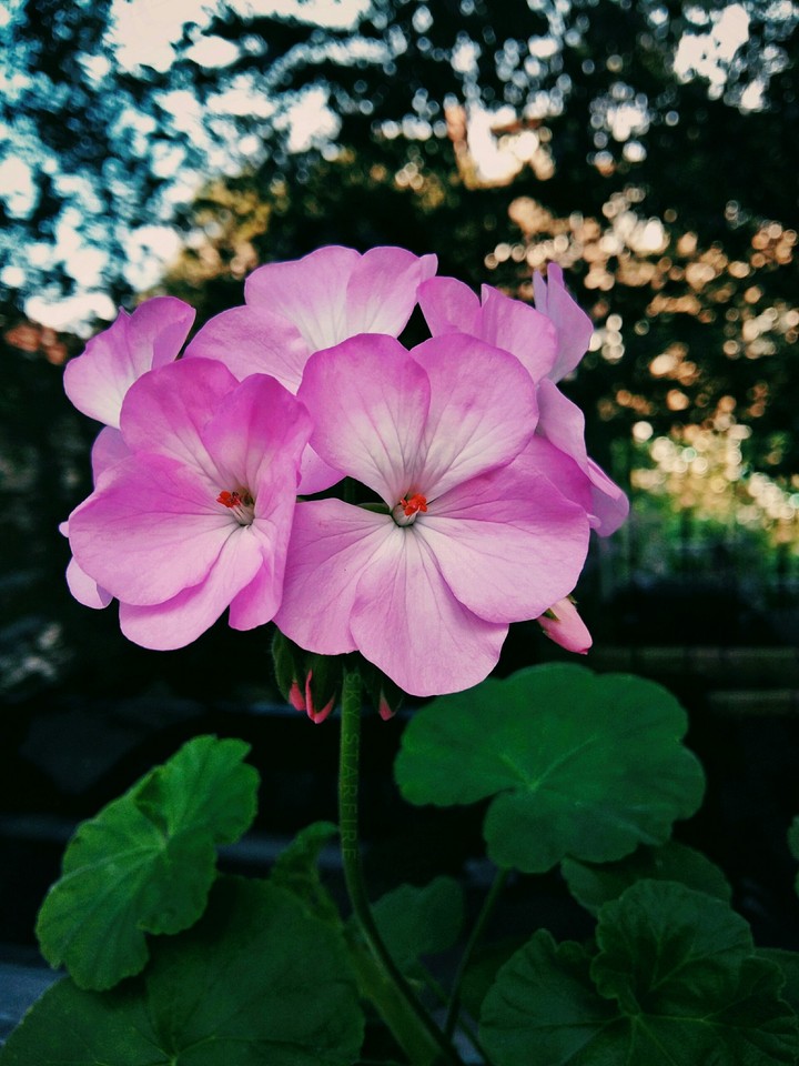 Flowers