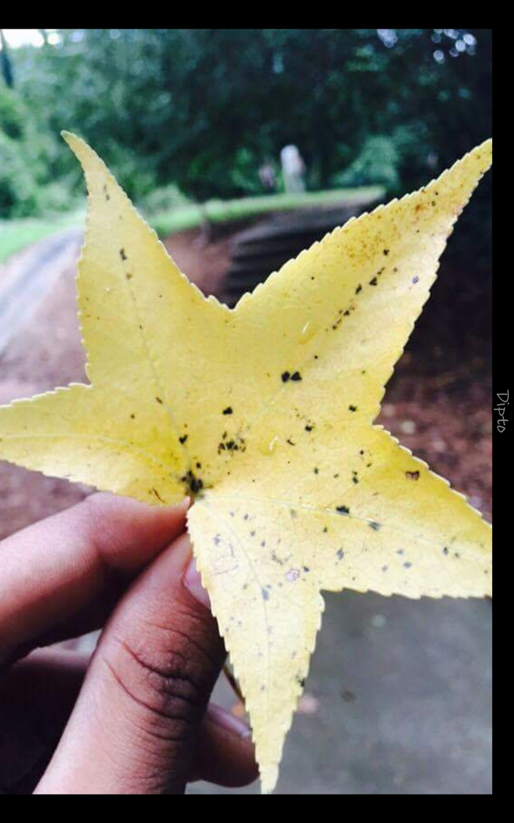 leaf