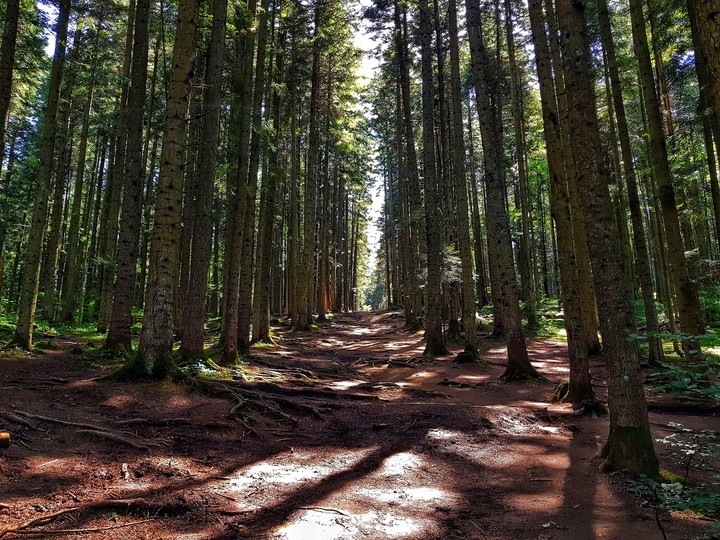 forest