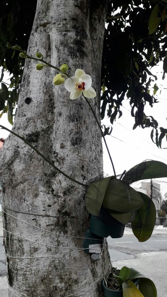 Minha primeira orquídea