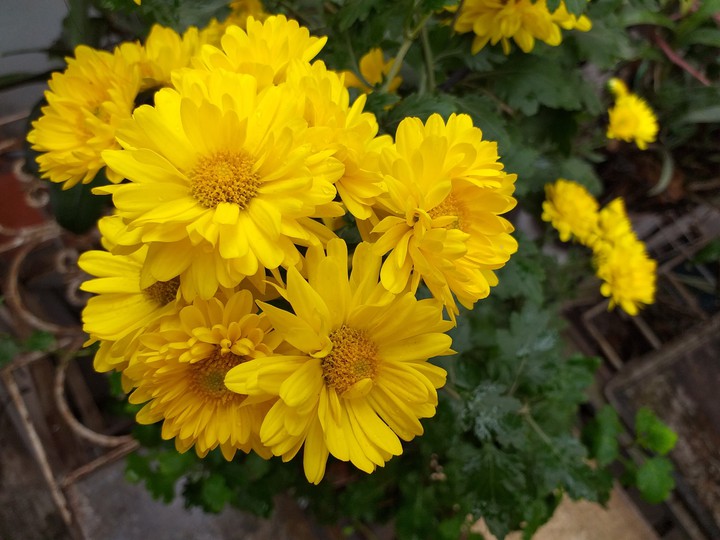 My flowers