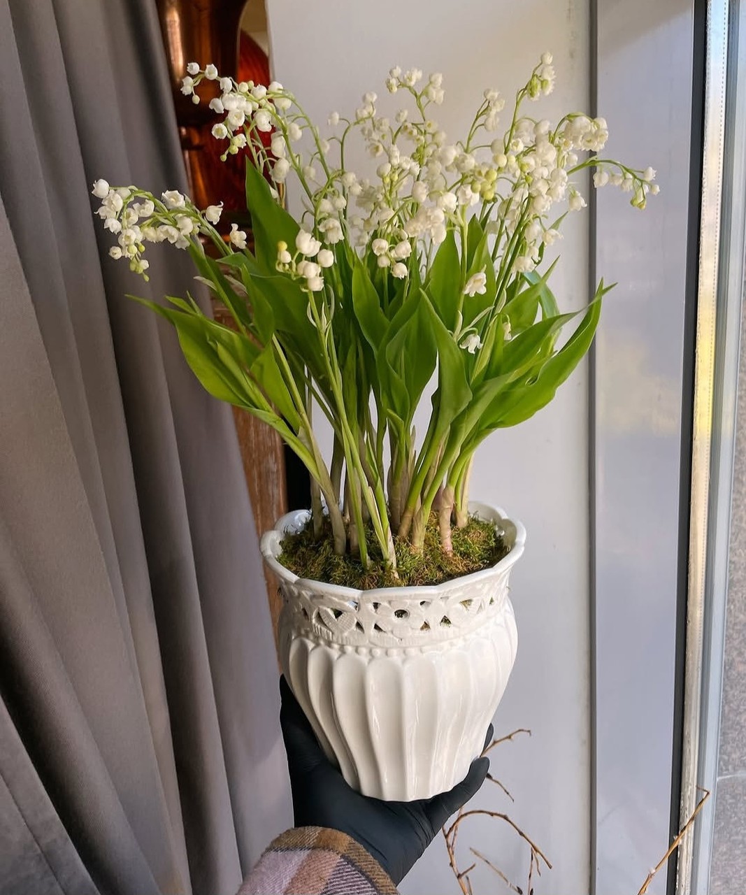 тапети Vase, houseplant