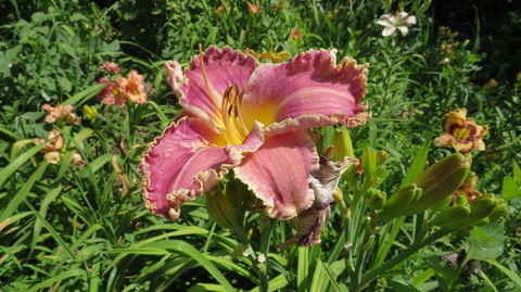 lily