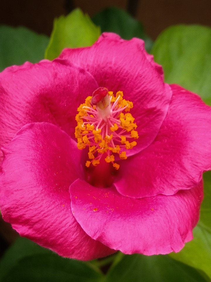 Hibiscus