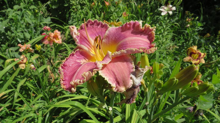 lily